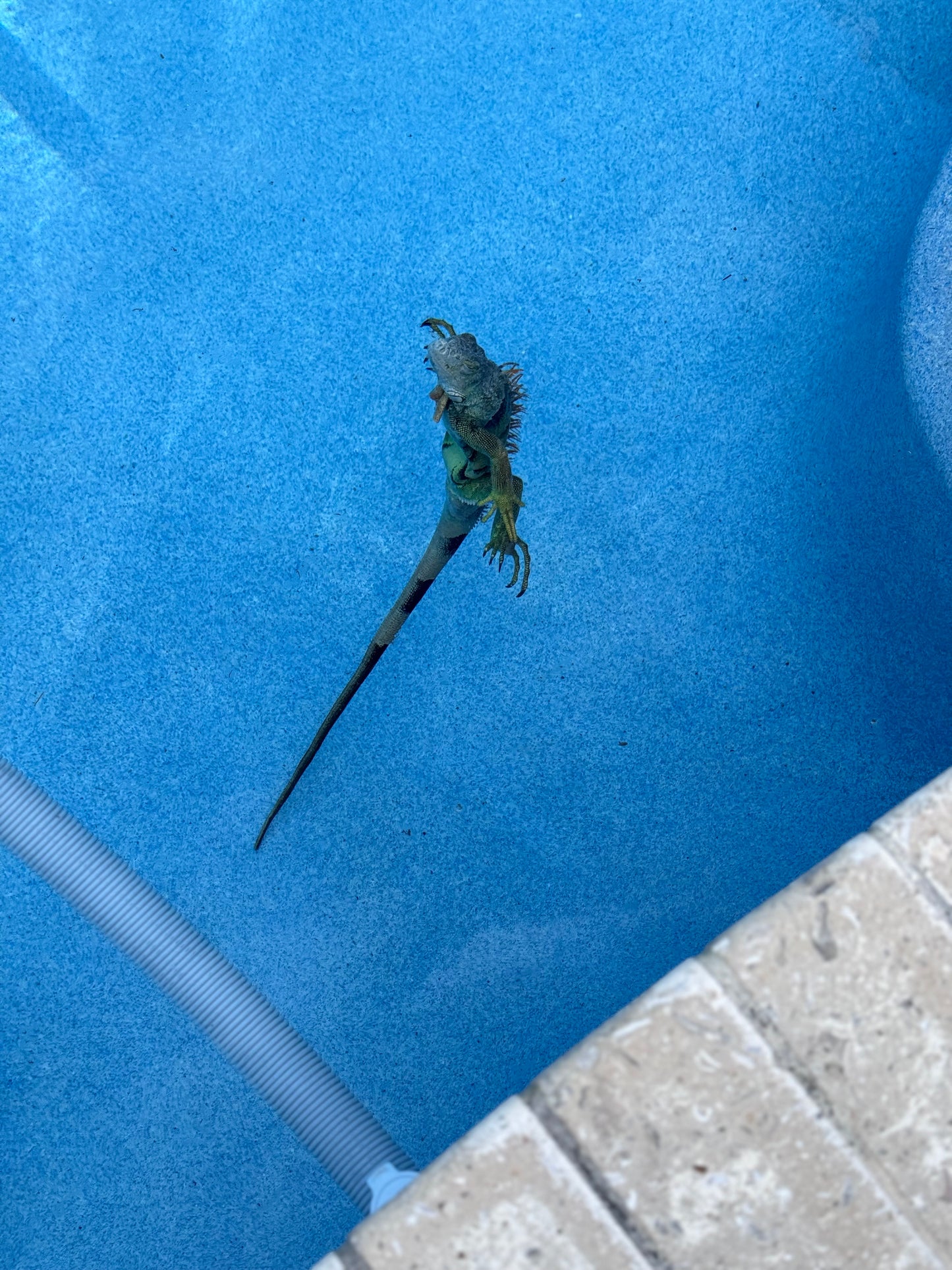 Green + Gold (4-stack)