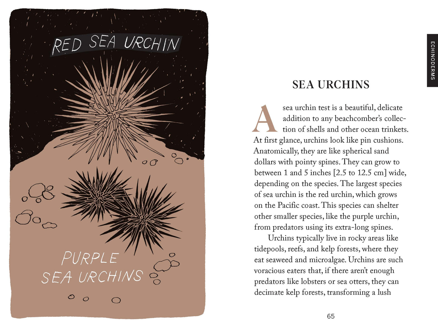 Beachcombing