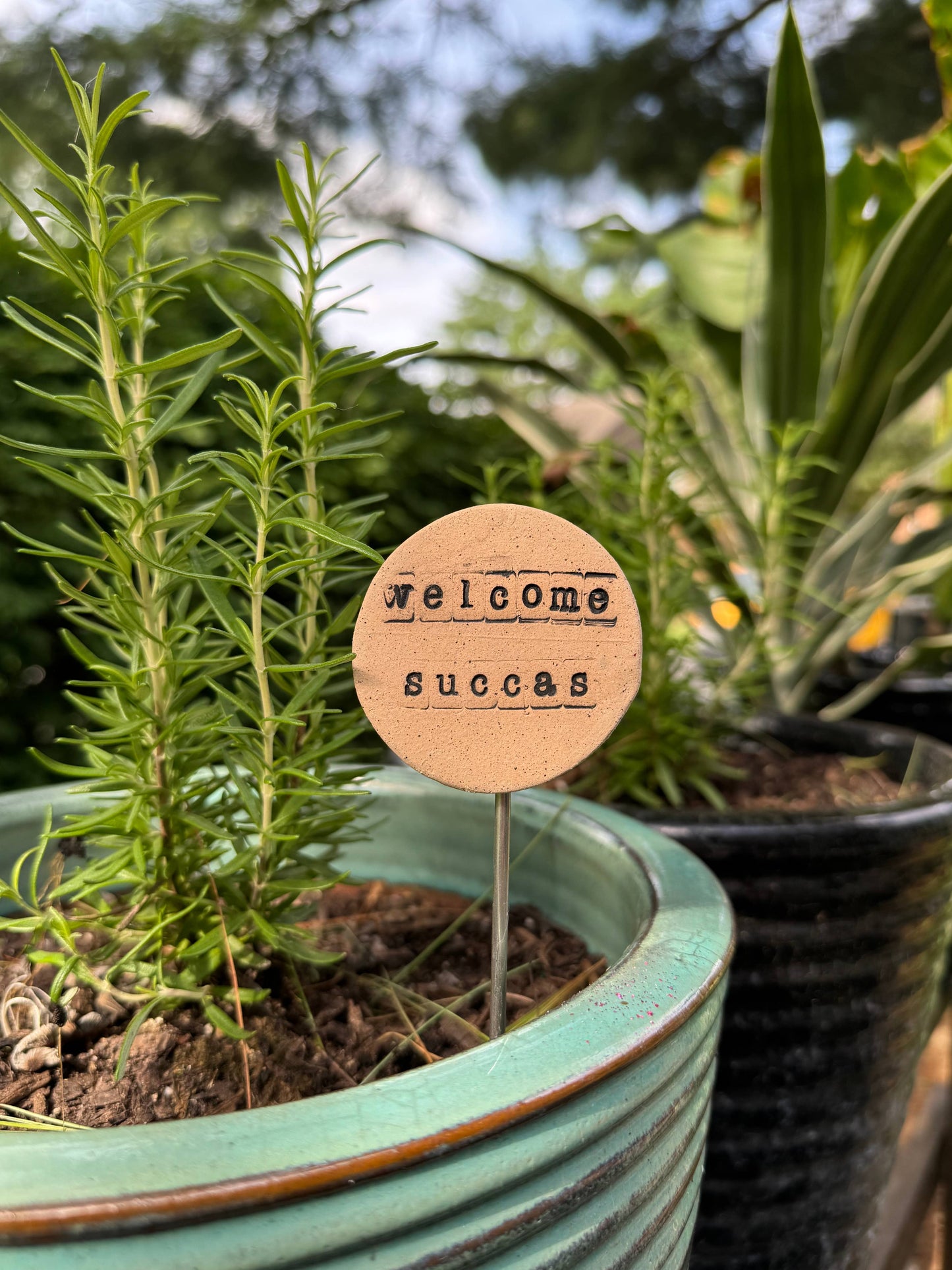 Welcome Succas - Plant Buddies