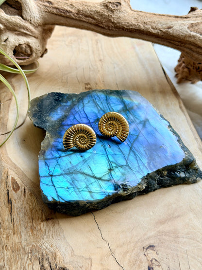 Stainless Steel Nautilus Earrings