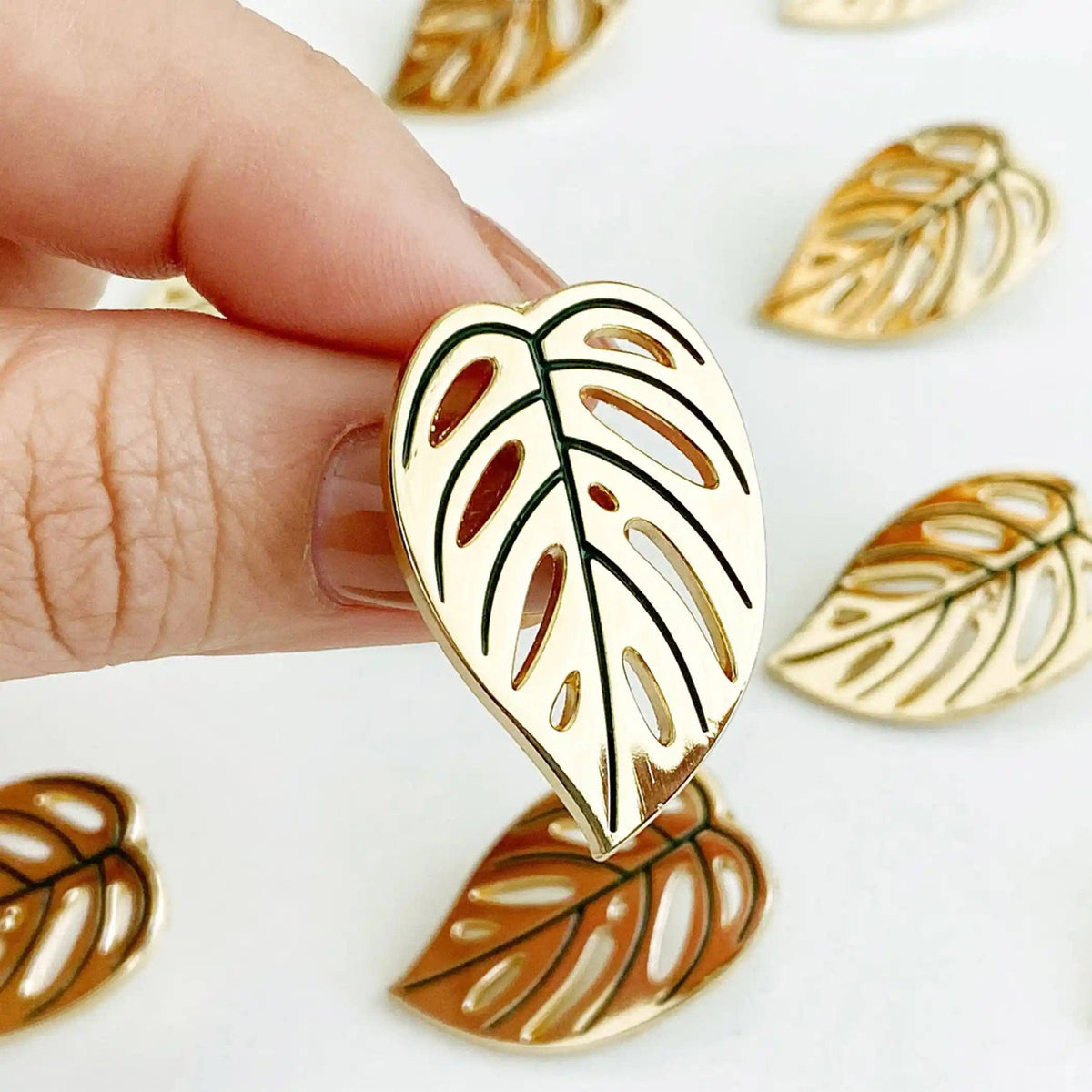 "Swiss Cheese" Monstera Adansonii