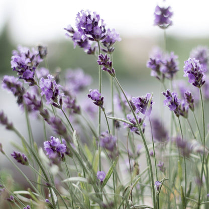 Gray Floral Organic Lavender and Flaxseed Eye Pillow